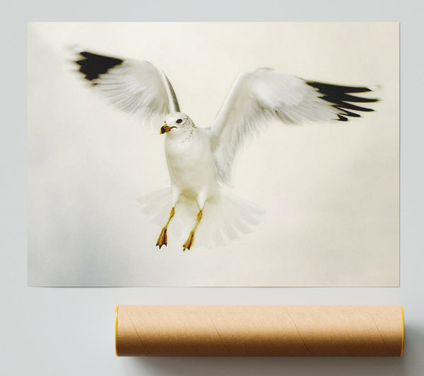 Flying Seagull Giclee Print