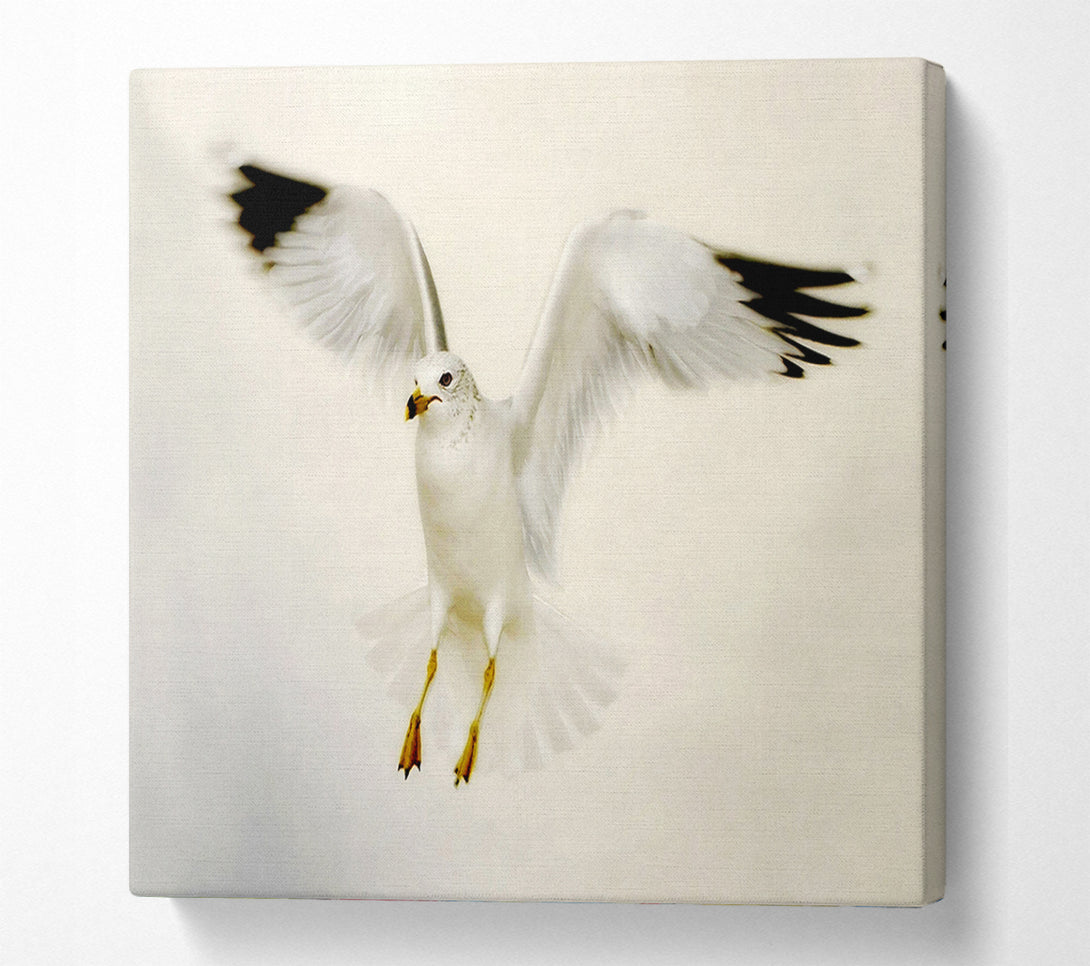  A Canvas Print of Flying Seagull Canvas Art