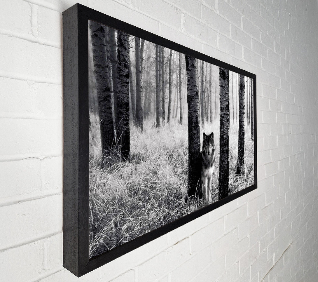  A Canvas Print of Forest Wolf Canvas Art