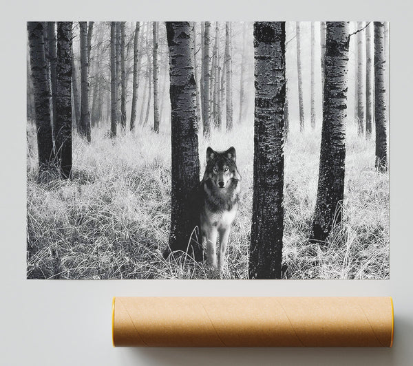 Forest Wolf Poster