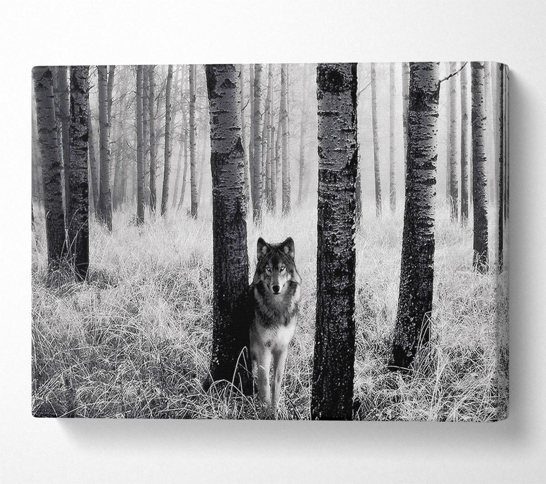  A Canvas Print of Forest Wolf Canvas Art