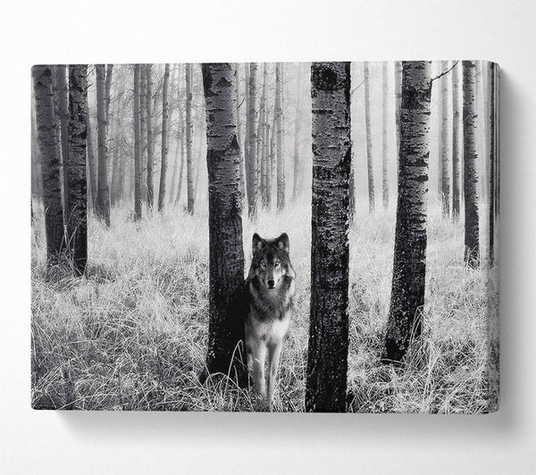  A Canvas Print of Forest Wolf Canvas Art