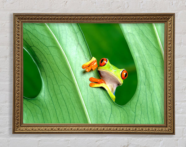 Frog Framed Print