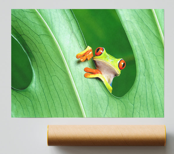 Frog Poster