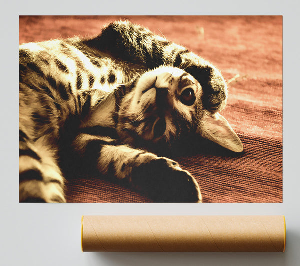 Funny Cat Poster