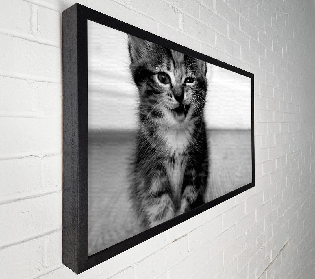  A Canvas Print of Funny Kitten Canvas Art