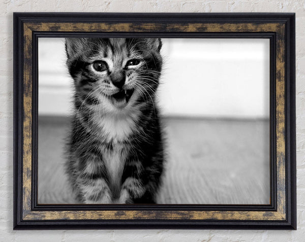 Funny Kitten Framed Print