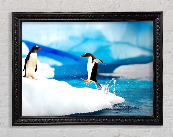 Gentoo Penguins Antarctica Framed Print