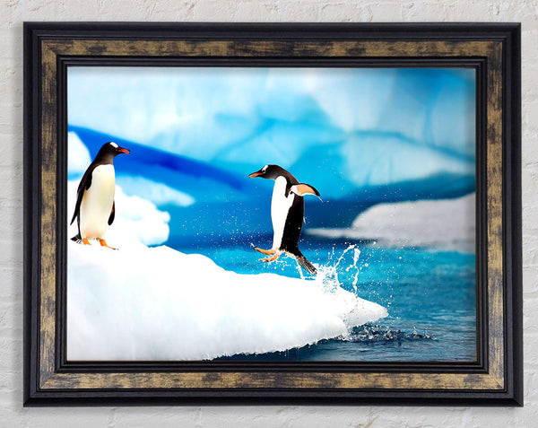Gentoo Penguins Antarctica Framed Print