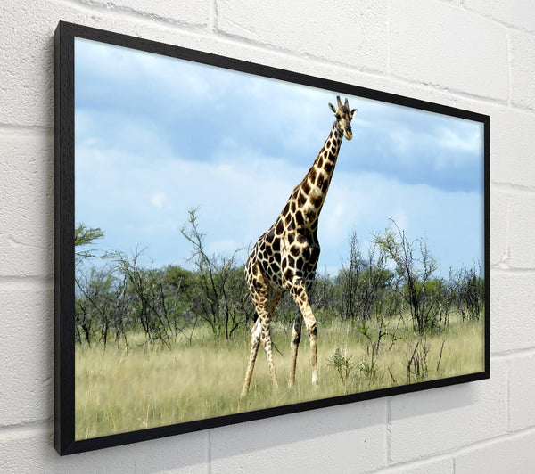 Giraffe In The Wilds Of Namibia