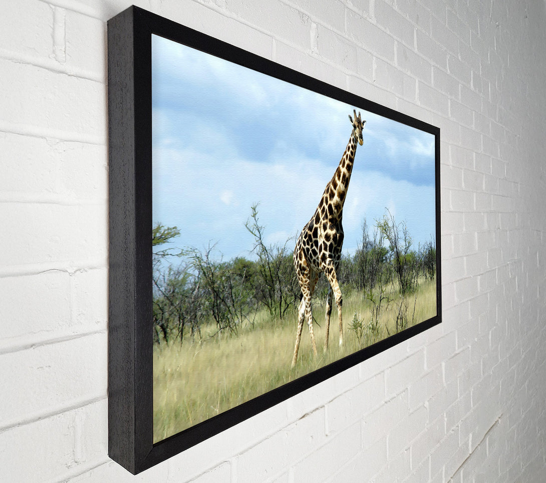  A Canvas Print of Giraffe In The Wilds Of Namibia Canvas Art
