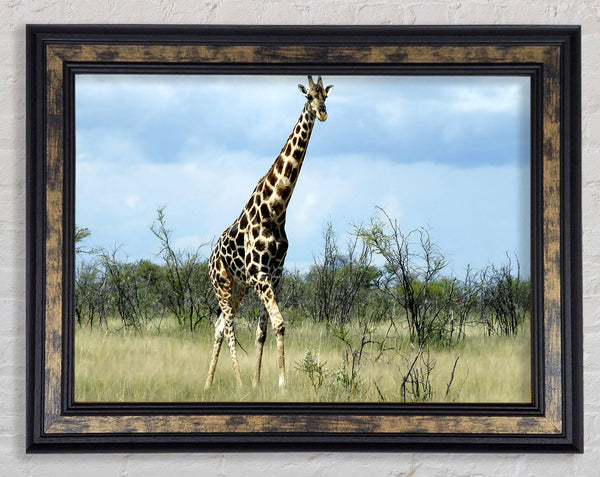 Giraffe In The Wilds Of Namibia Framed Print
