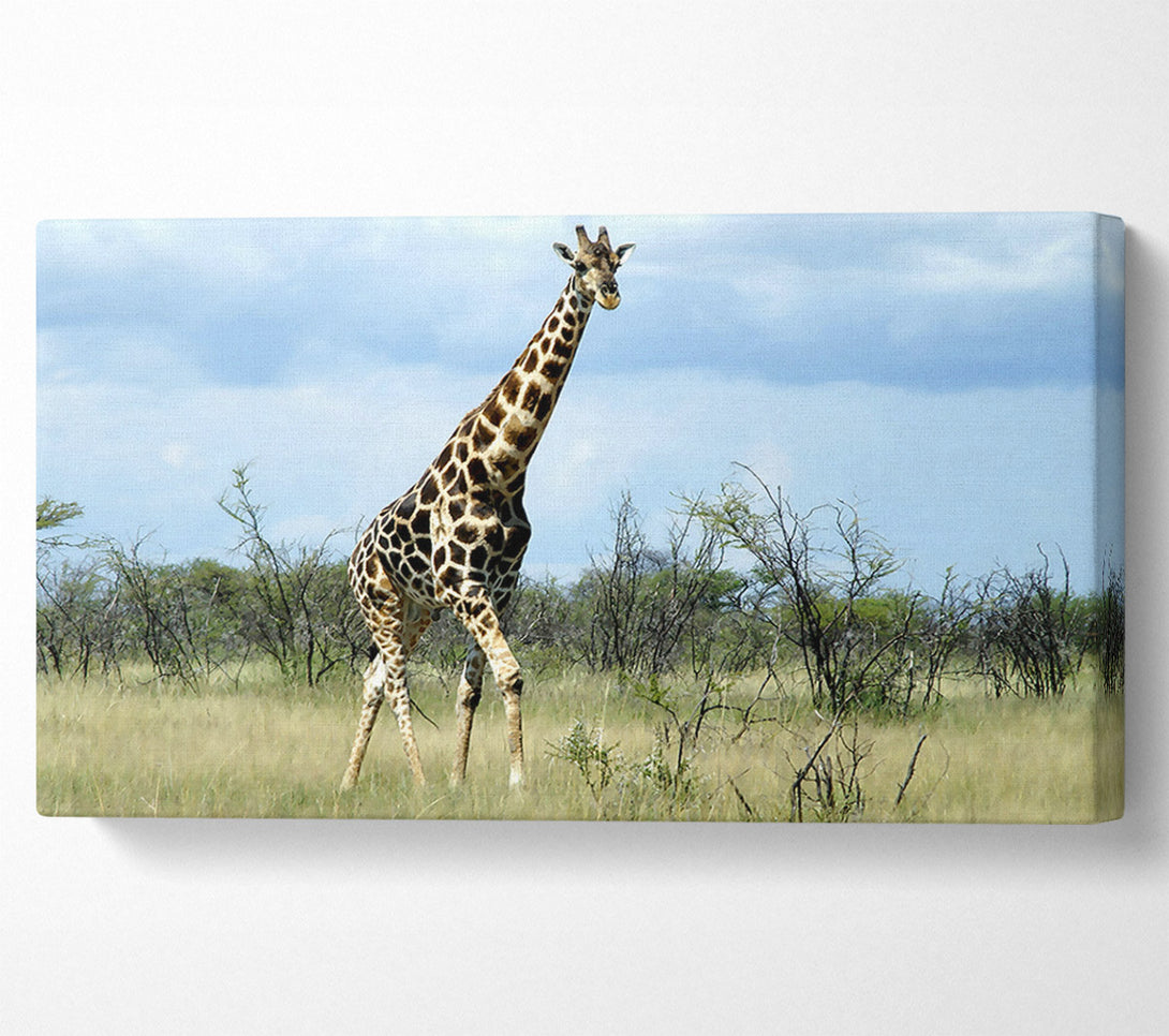  A Canvas Print of Giraffe In The Wilds Of Namibia Canvas Art