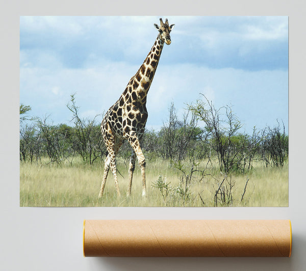 Giraffe In The Wilds Of Namibia Print