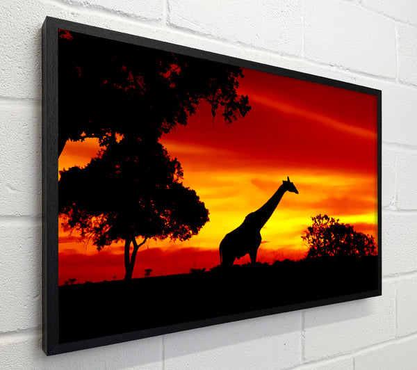 Giraffe At Dawn