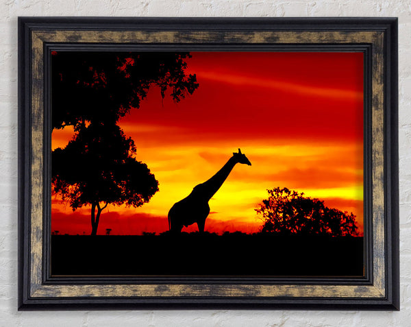 Giraffe At Dawn Framed Print