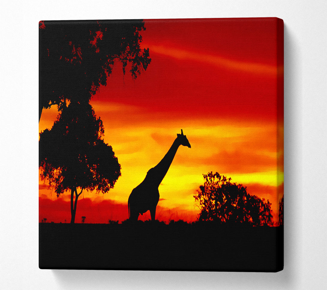  A Canvas Print of Giraffe At Dawn Canvas Print