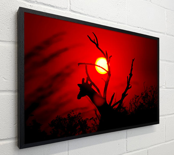 Giraffe At Sunset