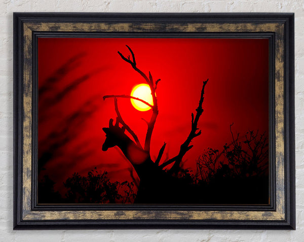 Giraffe At Sunset Framed Print