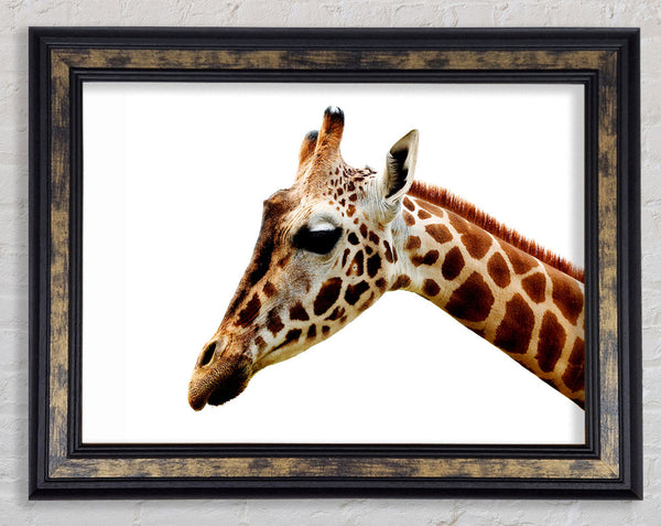 Giraffe Face Framed Print