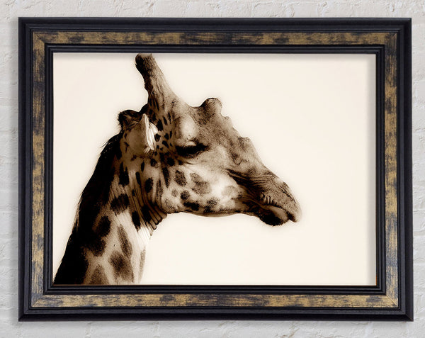Giraffe Head Stare Framed Print