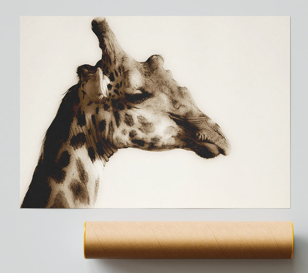 Giraffe Head Stare Giclee Print