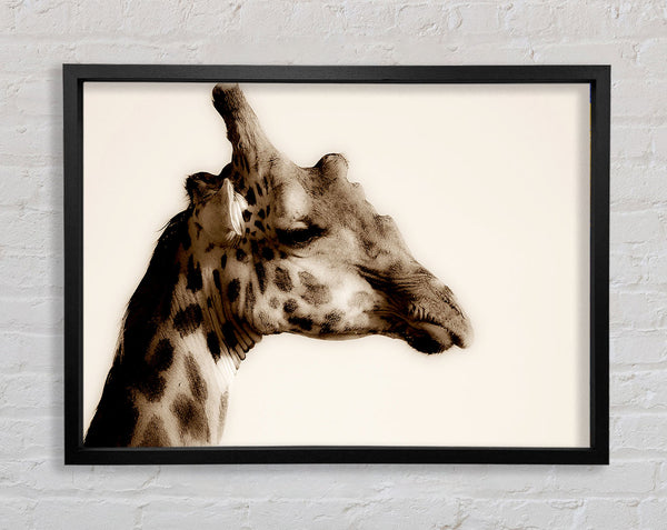 Giraffe Head Stare Framed Print