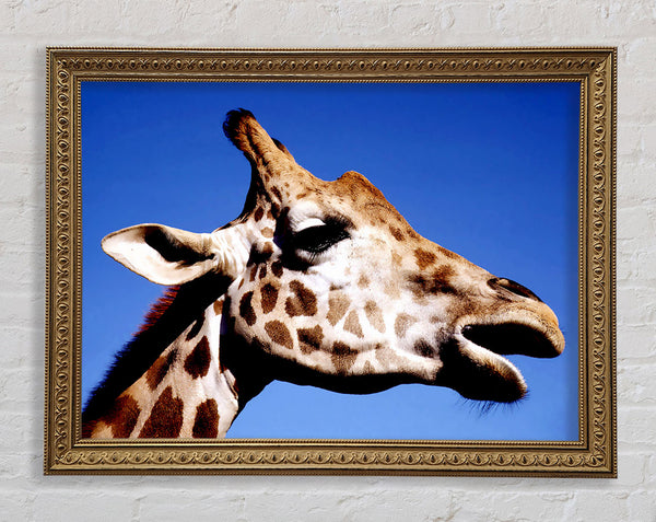 Giraffe Head Framed Print