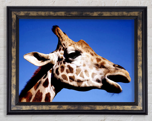 Giraffe Head Framed Print
