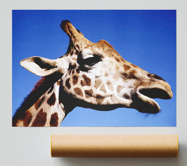 Giraffe Head Giclee Print