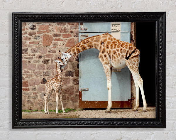 Giraffe Motherly Love Framed Print