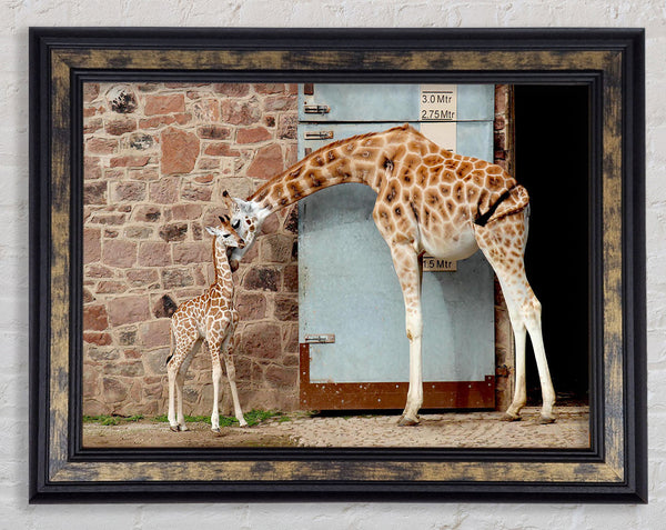Giraffe Motherly Love Framed Print