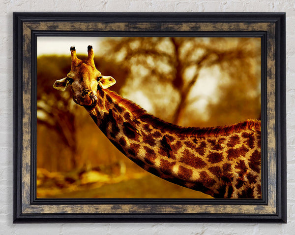 Giraffe Neck For Birds Framed Print