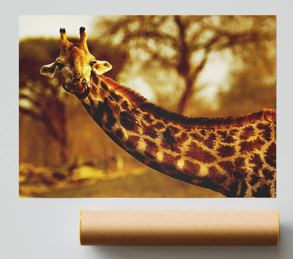 Giraffe Neck For Birds Poster