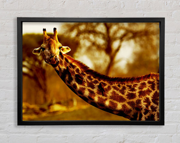 Giraffe Neck For Birds Framed Print