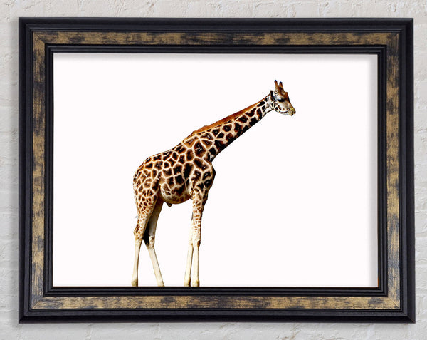 Giraffe Neck Framed Print