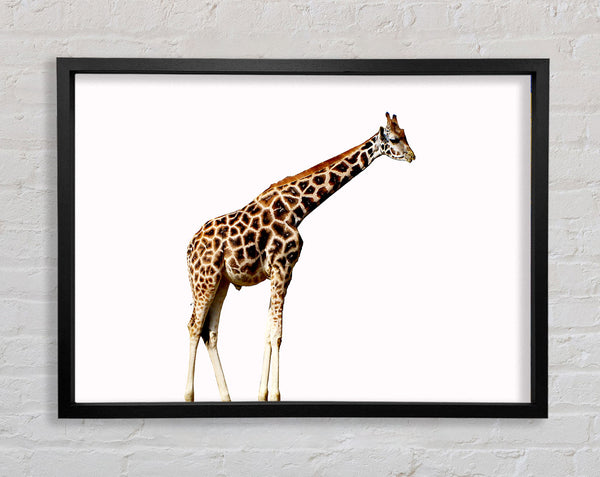 Giraffe Neck Framed Print