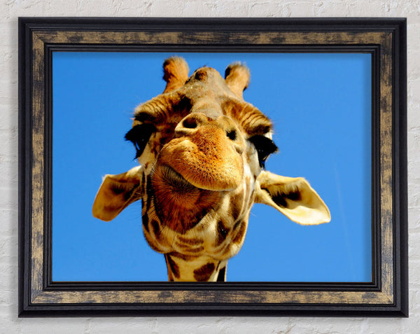 Giraffe Smile Framed Print