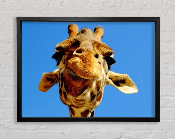Giraffe Smile Framed Print
