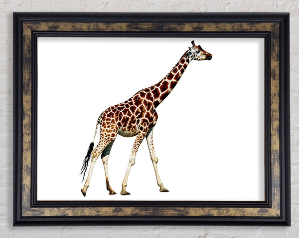 Giraffe Walk Framed Print