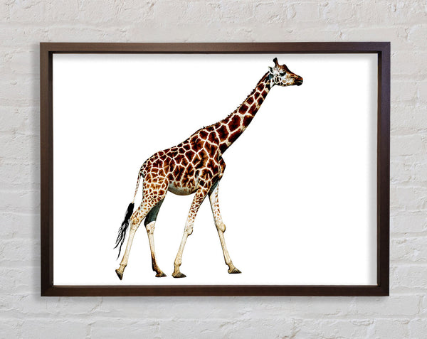 Giraffe Walk Framed Print