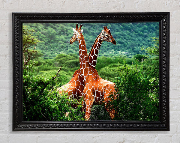Giraffes Africa Framed Print