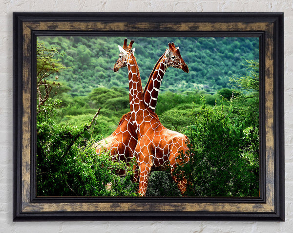 Giraffes Africa Framed Print