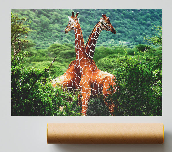 Giraffes Africa Print