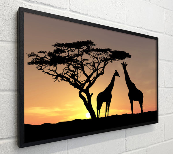Giraffes At Sunset