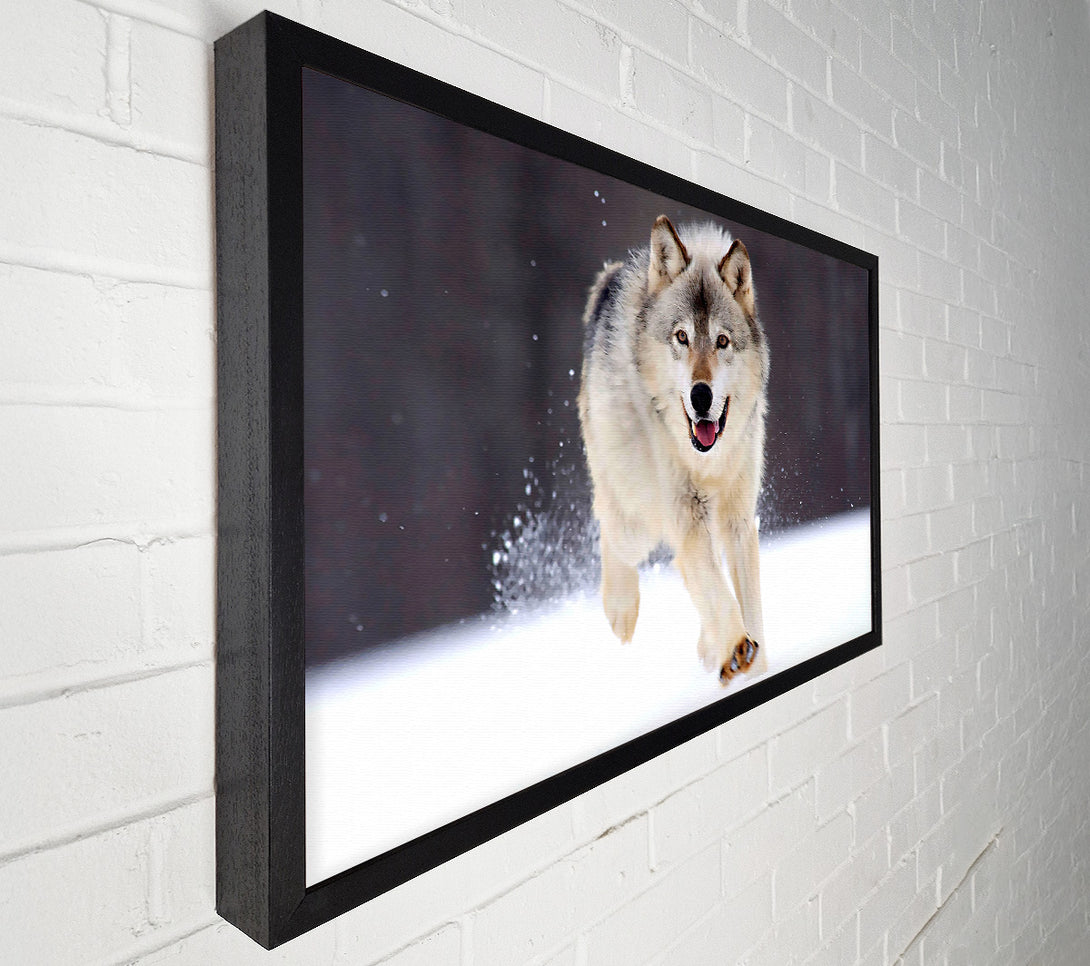  A Canvas Print of Gray Wolf Minnesota Canvas Art