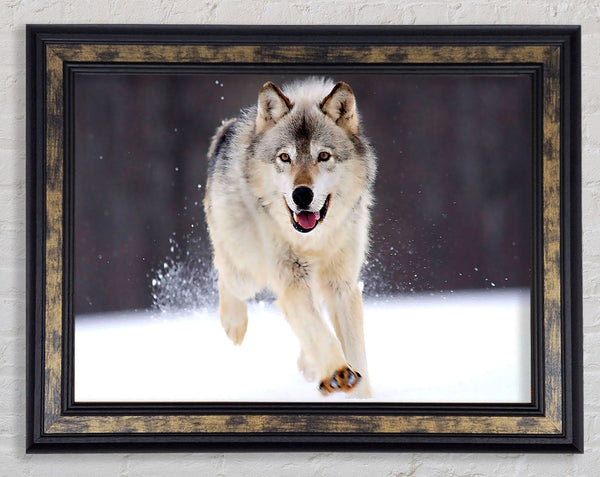 Gray Wolf Minnesota Framed Print