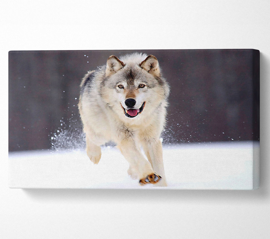  A Canvas Print of Gray Wolf Minnesota Canvas Art