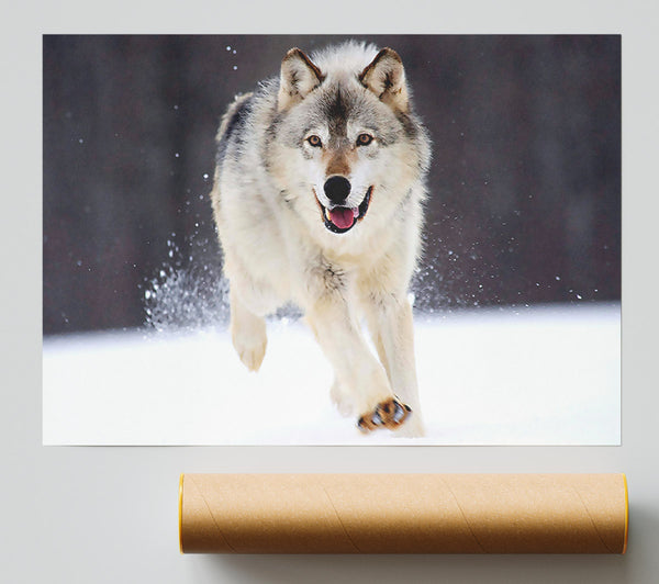 Gray Wolf Minnesota Giclee Print