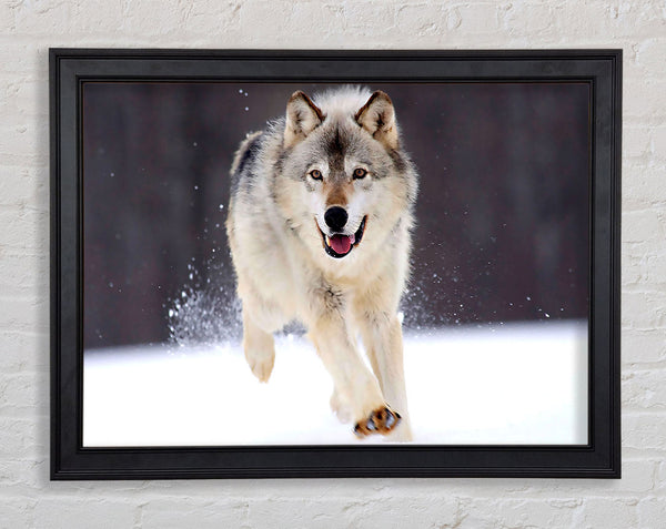 Gray Wolf Minnesota Framed Print